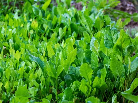 【菠菜种植全攻略】从选种到收获的详细步骤与技巧
