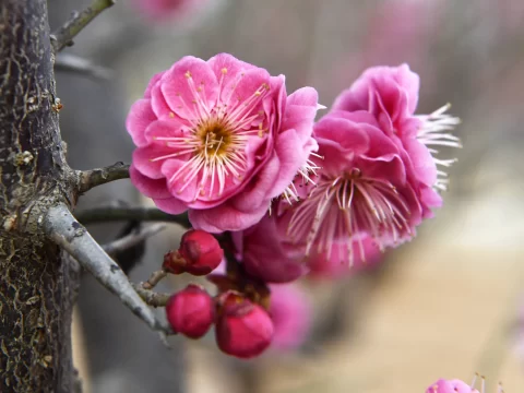 红梅与桃花区别指南：一眼识别这两种美丽花卉