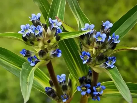 秦艽是什么植物？揭秘这种传统中药材的奥秘