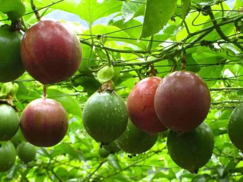 百香果种植技术与管理方法：从入门到丰收的完整指南