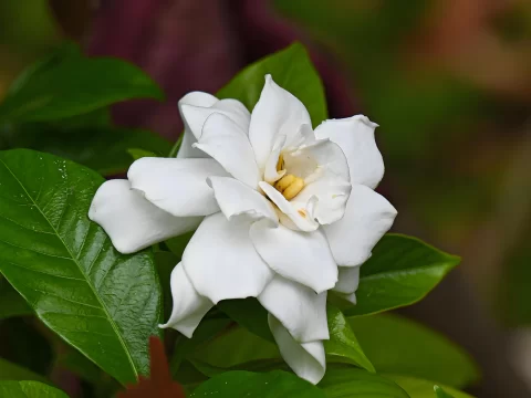 栀子花发黄的原因及解决方法：让你的栀子重现翠绿生机