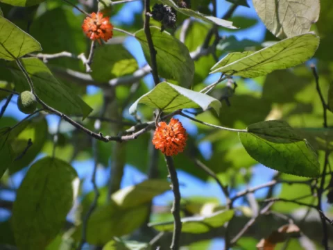 构树是什么树？揭秘这种既常见又神奇的植物