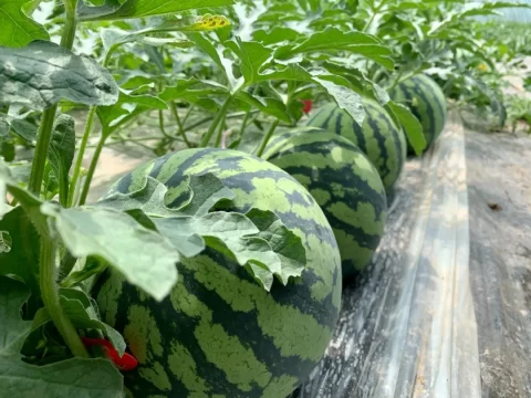 西瓜什么时候浇水最好？科学浇水技巧大公开