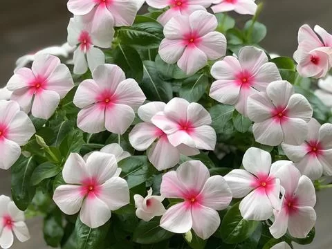 一年四季都开的花有哪些？全年赏花指南