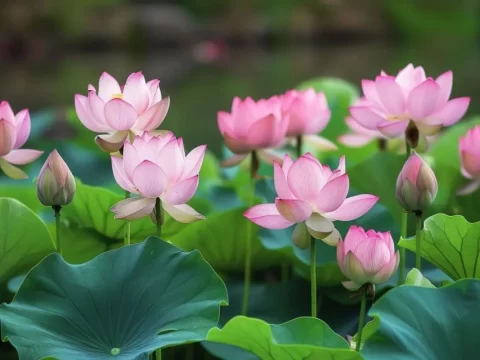 清水芙蓉：探索荷花的高雅别称与文化意蕴