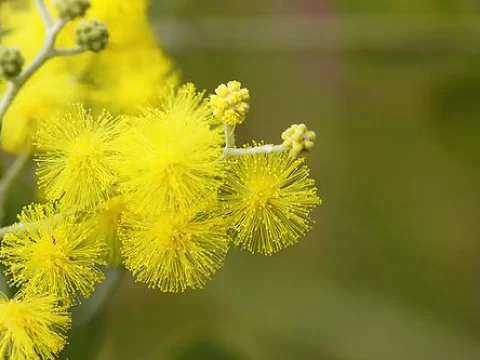 珍珠金合欢的花语：温暖与希望的黄金使者