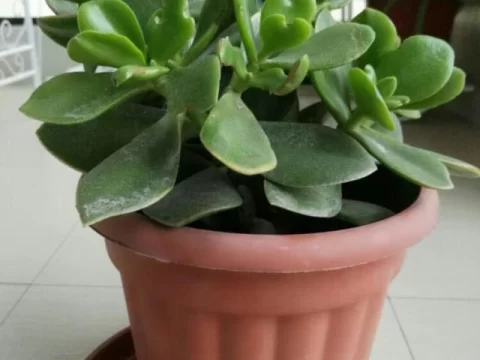 万年青和玉树是一种植物吗？揭秘这两种常见绿植的区别