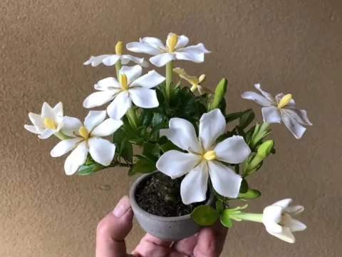 达摩栀子花的养殖方法和注意事项