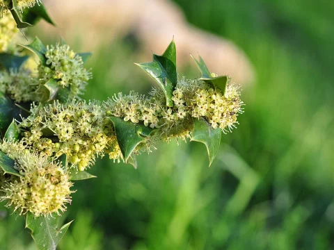 植物的智慧：揭秘种子传播的奇妙方式