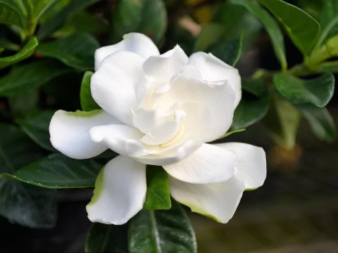 栀子花朵变黄是什么原因造成的？解析与解决方法