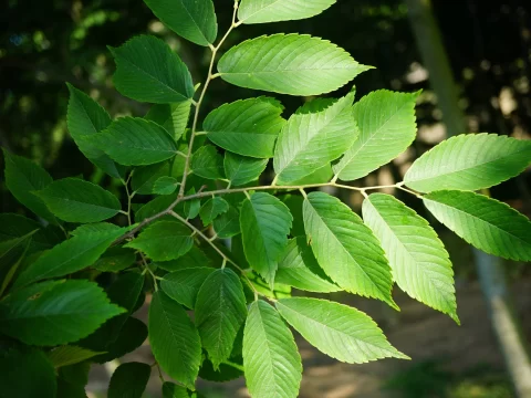 榉树：四季皆美的园林瑰宝