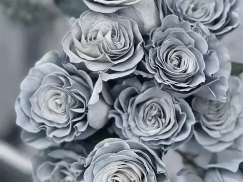 月夜银霜的花语：独特浪漫的情感象征