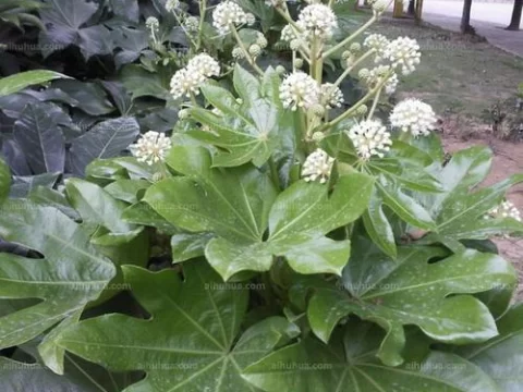 【八角金盘种植全攻略】新手也能轻松养活的绿植秘籍