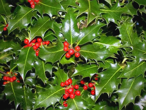 探秘枸骨植物：特点、用途与养护全指南