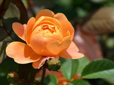 月季花叶边缘发黄干枯怎么回事？5大原因及解决方法详解