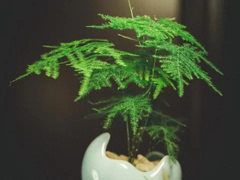 文竹用什么花盆最好？选对花盆让你的文竹更健康茂盛