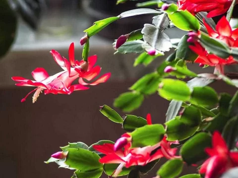 蟹爪兰修剪全攻略：让你的植物更健康、开花更旺盛
