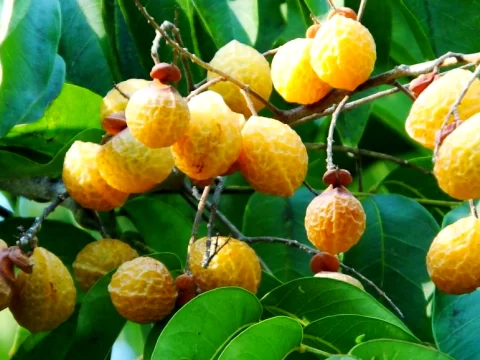 无患子树产地哪里？探寻这种神奇植物的家乡