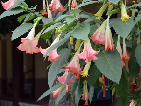 曼陀罗花种植全攻略：从播种到盛开的专业指南
