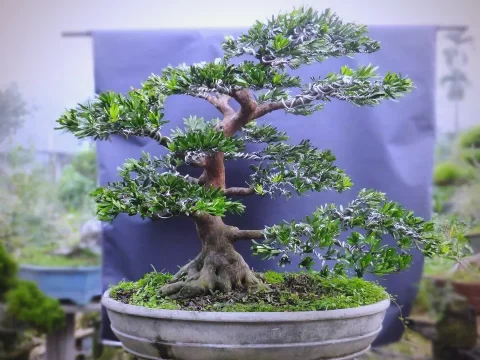 罗汉松用什么土养最好？专业配土指南助你养出挺拔苍翠
