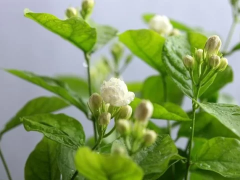 茉莉长出藤条需要剪掉吗？园艺专家为您解答