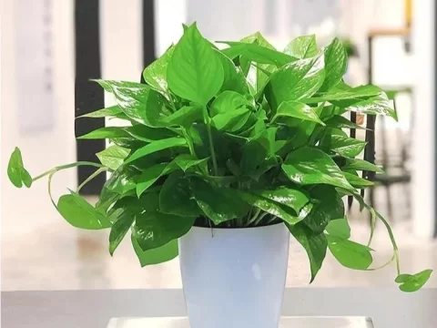 绿萝移植的方法与技巧：让绿萝茁壮成长的完整指南