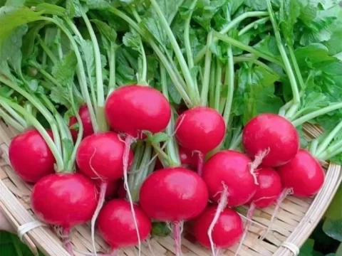 阳台花盆种什么菜最适合？新手也能轻松上手的5种蔬菜推荐