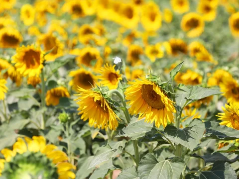 向日葵移栽的正确方法：轻松掌握，花开更灿烂