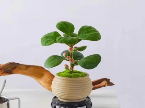 小盼菩提能长多大多高？揭秘这种独特植物的生长潜力