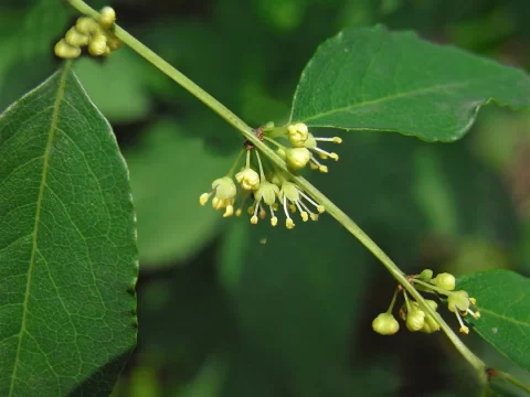 一叶萩一年开几次花？揭秘这种独特植物的开花习性