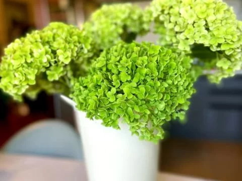 【新手必看】醒花全攻略：让你的鲜花重获新生的正确方法