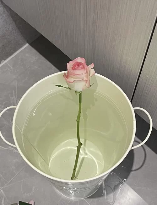 【新手必看】醒花全攻略:让你的鲜花重获新生的正确方法