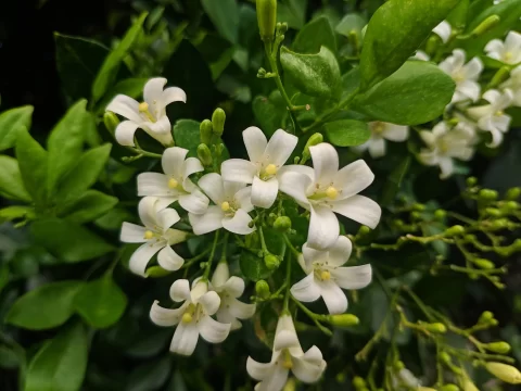 夜间绽放的芬芳：探索那些在黑夜中盛开的神秘花朵