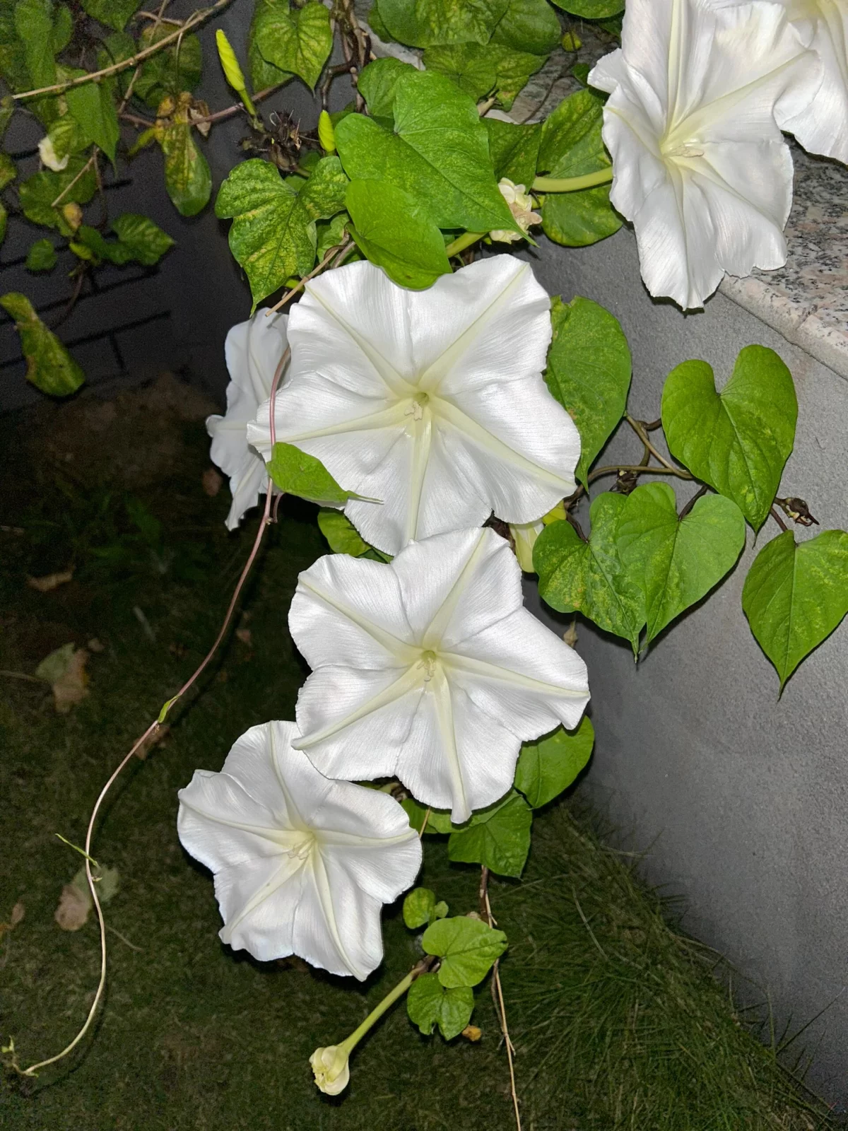 夜间绽放的芬芳:探索那些在黑夜中盛开的神秘花朵