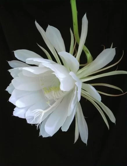 夜间绽放的芬芳:探索那些在黑夜中盛开的神秘花朵