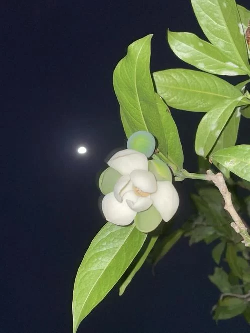 夜间绽放的芬芳:探索那些在黑夜中盛开的神秘花朵