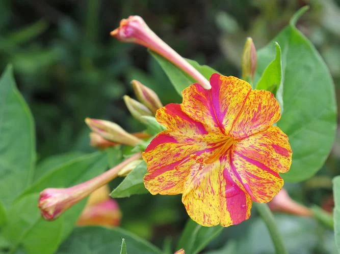 夜间绽放的芬芳:探索那些在黑夜中盛开的神秘花朵