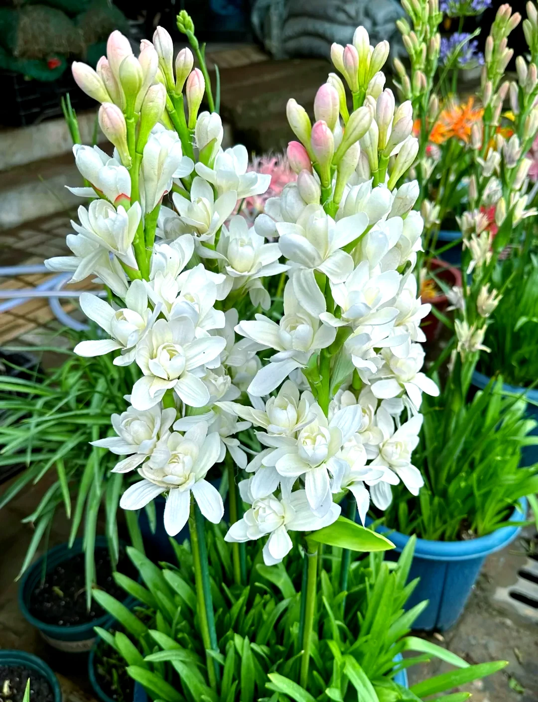 夜间绽放的芬芳:探索那些在黑夜中盛开的神秘花朵