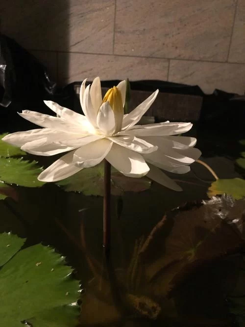 夜间绽放的芬芳:探索那些在黑夜中盛开的神秘花朵