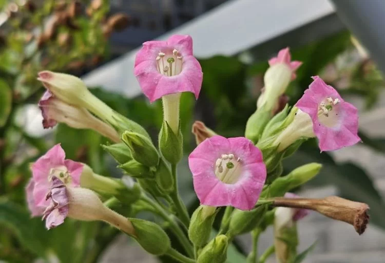 夜间绽放的芬芳:探索那些在黑夜中盛开的神秘花朵