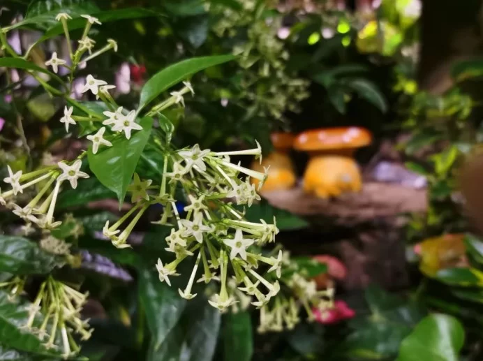夜间绽放的芬芳:探索那些在黑夜中盛开的神秘花朵