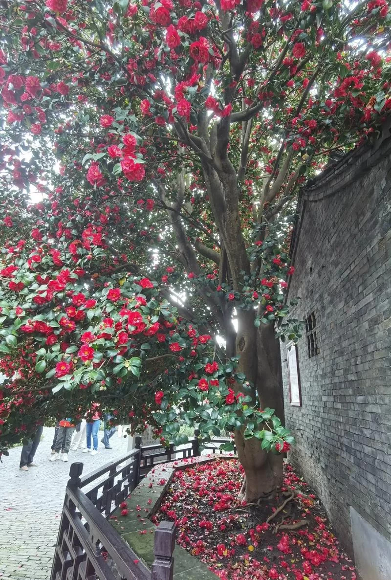 门前种什么树合适?10种吉祥美观的风水树推荐