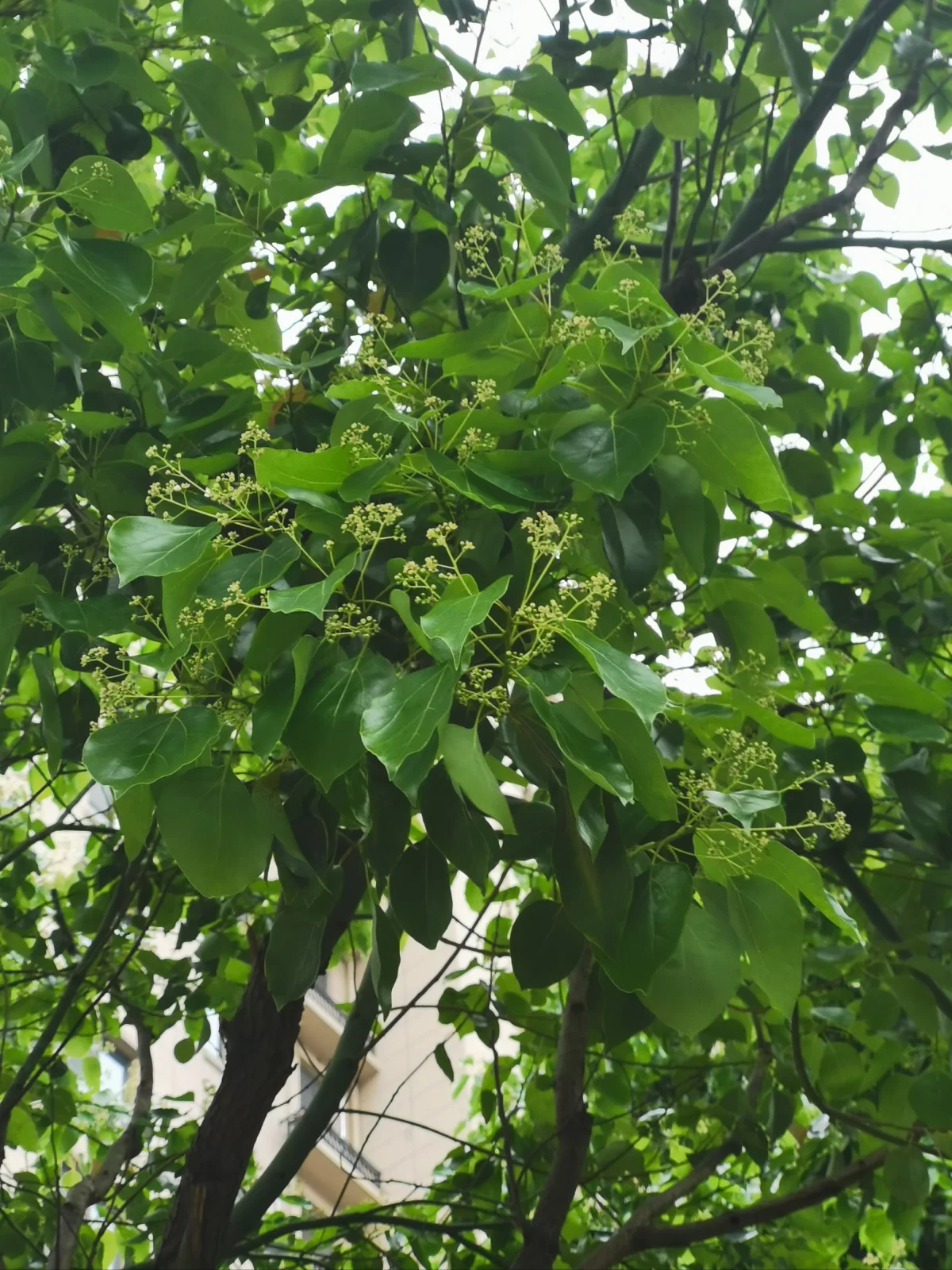 门前种什么树合适?10种吉祥美观的风水树推荐