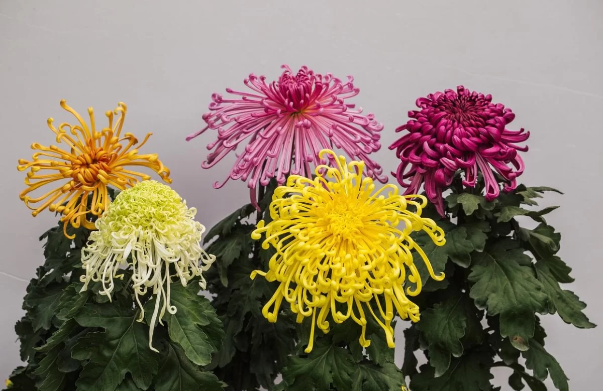秋季有哪些花开花?盘点10种秋天绽放的美丽花卉