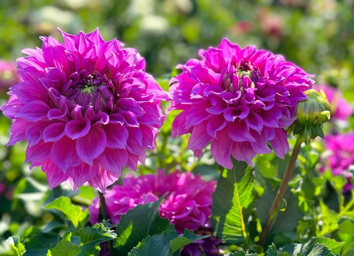 秋季有哪些花开花?盘点10种秋天绽放的美丽花卉