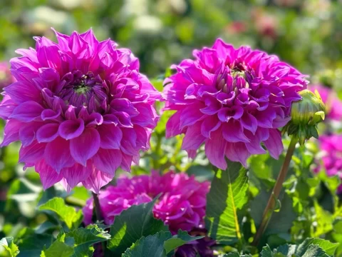 秋季有哪些花开花？盘点10种秋天绽放的美丽花卉