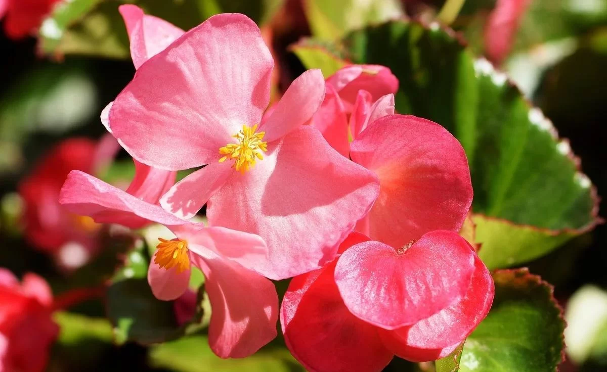 秋季有哪些花开花?盘点10种秋天绽放的美丽花卉