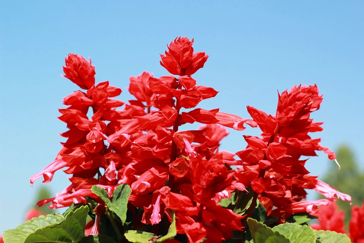 秋季有哪些花开花?盘点10种秋天绽放的美丽花卉