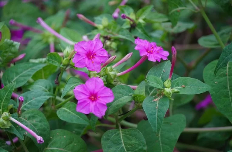 秋季有哪些花开花?盘点10种秋天绽放的美丽花卉