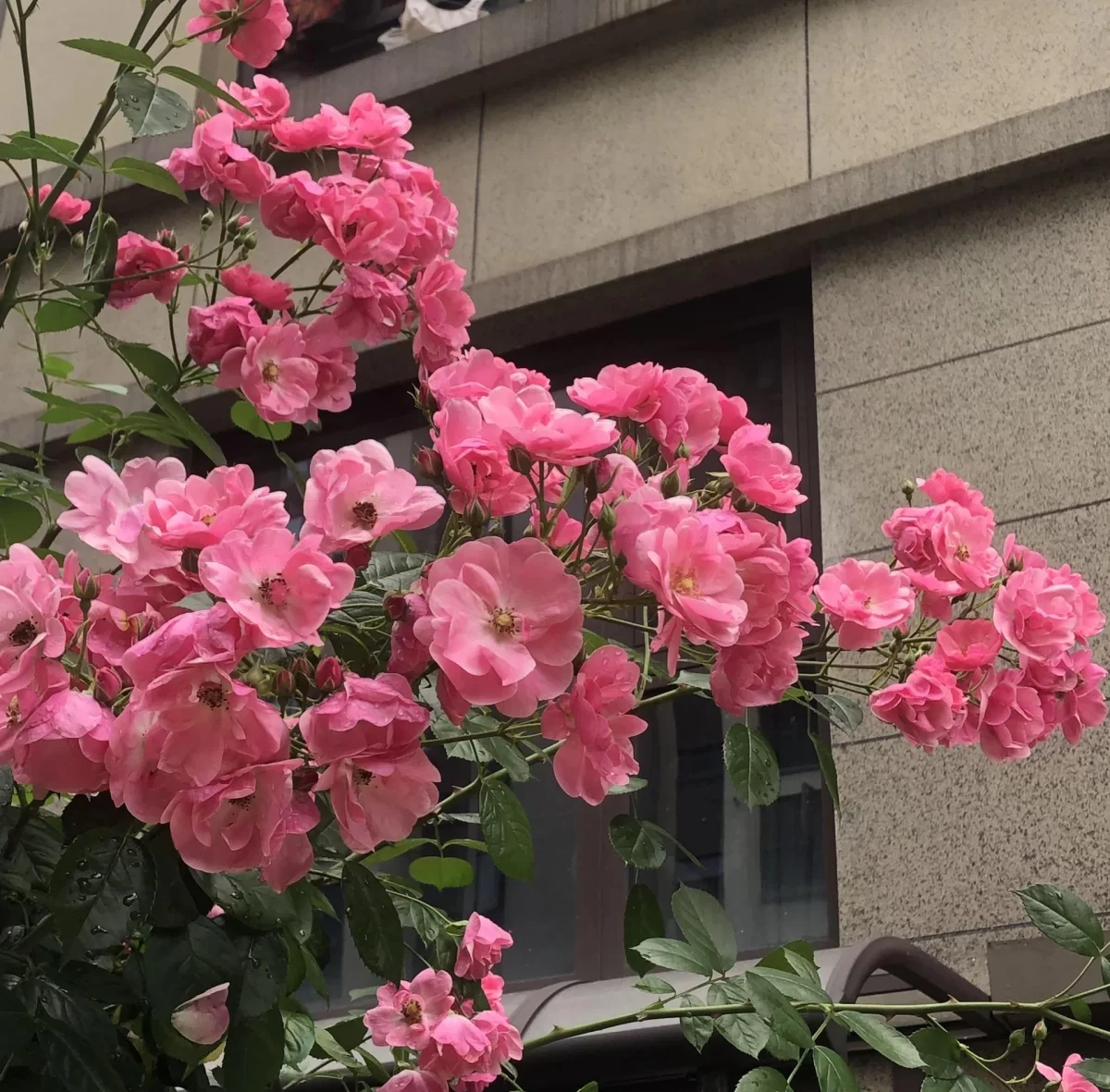 蔷薇可以盆栽种植吗?家庭阳台种植全攻略